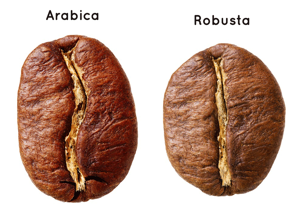 best coffee beans for latte